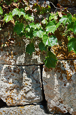 포토 JPG 주간 여행 한국건축 유적지 풍경 사람없음 야외 관광지 봄 문화재 역사 한국사 덩굴 성벽 강화도 국내여행 명승지 사적지 강화덕진진 덕진돈대 국내포토 자연요소 식물 계절 건축 고건축 인천 파일형식 돈대