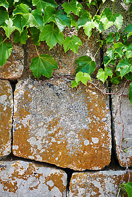 포토 JPG 주간 여행 한국건축 유적지 풍경 사람없음 야외 관광지 봄 문화재 역사 한국사 덩굴 성벽 강화도 국내여행 명승지 사적지 강화덕진진 덕진돈대 국내포토 자연요소 식물 계절 건축 고건축 인천 파일형식 돈대