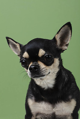 포토 JPG 스튜디오촬영 동물 한마리 반려견 실내 누끼 근접촬영 사람없음 앞모습 초록색 반려동물 귀여움 개 강아지 치와와 반려 초록배경 국내포토 1 뷰포인트 컬러 백그라운드 컨셉 포유류 내부 파일형식