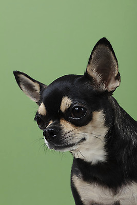 포토 JPG 스튜디오촬영 동물 한마리 반려견 실내 누끼 근접촬영 사람없음 앞모습 초록색 반려동물 귀여움 개 강아지 치와와 반려 초록배경 국내포토 1 뷰포인트 컬러 백그라운드 컨셉 포유류 내부 파일형식