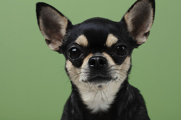 포토 JPG 스튜디오촬영 동물 한마리 반려견 실내 누끼 근접촬영 사람없음 앞모습 초록색 반려동물 귀여움 개 강아지 치와와 반려 초록배경 국내포토 1 뷰포인트 컬러 백그라운드 컨셉 포유류 내부 파일형식