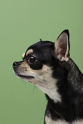 포토 JPG 스튜디오촬영 동물 한마리 반려견 실내 누끼 근접촬영 사람없음 옆모습 초록색 반려동물 귀여움 개 강아지 치와와 반려 초록배경 국내포토 1 뷰포인트 컬러 백그라운드 컨셉 포유류 내부 파일형식