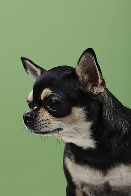 포토 JPG 스튜디오촬영 동물 한마리 반려견 실내 누끼 근접촬영 사람없음 옆모습 초록색 반려동물 귀여움 개 강아지 치와와 반려 초록배경 국내포토 1 뷰포인트 컬러 백그라운드 컨셉 포유류 내부 파일형식