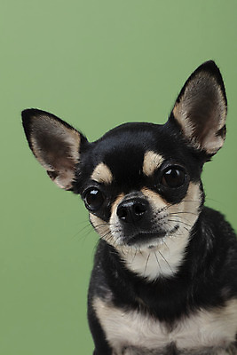 포토 JPG 스튜디오촬영 동물 한마리 반려견 실내 누끼 근접촬영 사람없음 앞모습 초록색 반려동물 귀여움 개 강아지 치와와 반려 초록배경 국내포토 1 뷰포인트 컬러 백그라운드 컨셉 포유류 내부 파일형식