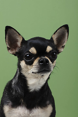 포토 JPG 스튜디오촬영 동물 한마리 반려견 실내 누끼 근접촬영 사람없음 앞모습 초록색 반려동물 귀여움 개 강아지 치와와 반려 초록배경 국내포토 1 뷰포인트 컬러 백그라운드 컨셉 포유류 내부 파일형식