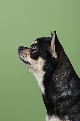 포토 JPG 스튜디오촬영 동물 한마리 반려견 실내 누끼 근접촬영 사람없음 옆모습 초록색 반려동물 귀여움 개 강아지 치와와 반려 초록배경 국내포토 1 뷰포인트 컬러 백그라운드 컨셉 포유류 내부 파일형식