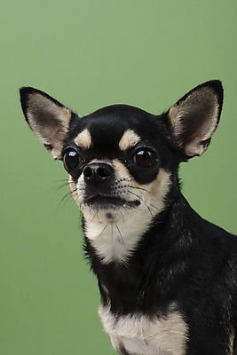 포토 JPG 스튜디오촬영 동물 한마리 반려견 실내 누끼 근접촬영 사람없음 앞모습 초록색 반려동물 귀여움 개 강아지 치와와 반려 초록배경 국내포토 1 뷰포인트 컬러 백그라운드 컨셉 포유류 내부 파일형식