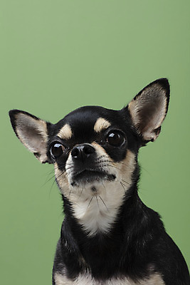 포토 JPG 스튜디오촬영 동물 한마리 반려견 실내 누끼 근접촬영 사람없음 앞모습 초록색 반려동물 귀여움 개 강아지 치와와 반려 초록배경 국내포토 1 뷰포인트 컬러 백그라운드 컨셉 포유류 내부 파일형식