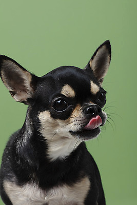 포토 JPG 스튜디오촬영 동물 한마리 반려견 실내 누끼 근접촬영 사람없음 앞모습 초록색 반려동물 귀여움 개 강아지 치와와 반려 초록배경 국내포토 1 뷰포인트 컬러 백그라운드 컨셉 포유류 내부 파일형식