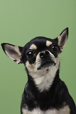 포토 JPG 스튜디오촬영 동물 한마리 반려견 실내 누끼 근접촬영 사람없음 앞모습 초록색 반려동물 귀여움 개 강아지 치와와 반려 초록배경 국내포토 1 뷰포인트 컬러 백그라운드 컨셉 포유류 내부 파일형식