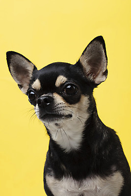 포토 JPG 스튜디오촬영 동물 한마리 반려견 실내 누끼 근접촬영 사람없음 앞모습 반려동물 노란색 귀여움 개 강아지 치와와 노란배경 반려 국내포토 1 뷰포인트 컬러 백그라운드 컨셉 포유류 내부 파일형식