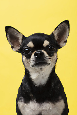 포토 JPG 스튜디오촬영 동물 한마리 반려견 실내 누끼 근접촬영 사람없음 앞모습 반려동물 노란색 귀여움 개 강아지 치와와 노란배경 반려 국내포토 1 뷰포인트 컬러 백그라운드 컨셉 포유류 내부 파일형식