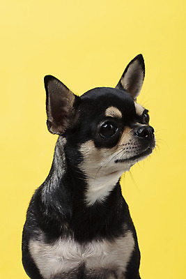 포토 JPG 스튜디오촬영 동물 한마리 반려견 실내 누끼 근접촬영 사람없음 옆모습 반려동물 노란색 귀여움 개 강아지 치와와 노란배경 반려 국내포토 1 뷰포인트 컬러 백그라운드 컨셉 포유류 내부 파일형식