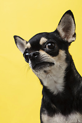 포토 JPG 스튜디오촬영 동물 한마리 반려견 실내 누끼 근접촬영 사람없음 옆모습 반려동물 노란색 귀여움 개 강아지 치와와 노란배경 반려 국내포토 1 뷰포인트 컬러 백그라운드 컨셉 포유류 내부 파일형식