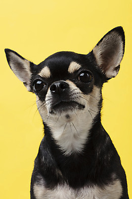 포토 JPG 스튜디오촬영 동물 한마리 반려견 실내 누끼 근접촬영 사람없음 앞모습 반려동물 노란색 귀여움 개 강아지 치와와 노란배경 반려 국내포토 1 뷰포인트 컬러 백그라운드 컨셉 포유류 내부 파일형식