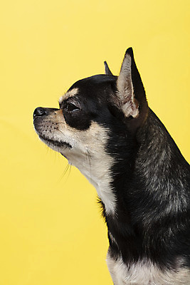 포토 JPG 스튜디오촬영 동물 한마리 반려견 실내 누끼 근접촬영 사람없음 옆모습 반려동물 노란색 귀여움 개 강아지 치와와 노란배경 반려 국내포토 1 뷰포인트 컬러 백그라운드 컨셉 포유류 내부 파일형식