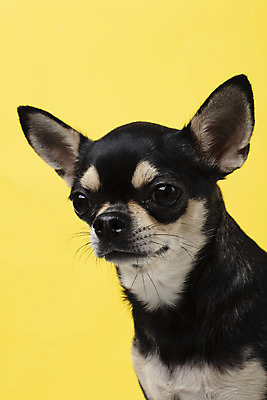 포토 JPG 스튜디오촬영 동물 한마리 반려견 실내 누끼 근접촬영 사람없음 앞모습 반려동물 노란색 귀여움 개 강아지 치와와 노란배경 반려 국내포토 1 뷰포인트 컬러 백그라운드 컨셉 포유류 내부 파일형식