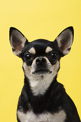 포토 JPG 스튜디오촬영 동물 한마리 반려견 실내 누끼 근접촬영 사람없음 앞모습 반려동물 노란색 귀여움 개 강아지 치와와 노란배경 반려 국내포토 1 뷰포인트 컬러 백그라운드 컨셉 포유류 내부 파일형식