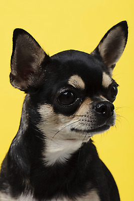 포토 JPG 스튜디오촬영 동물 한마리 반려견 실내 누끼 근접촬영 사람없음 앞모습 반려동물 노란색 귀여움 개 강아지 치와와 노란배경 반려 국내포토 1 뷰포인트 컬러 백그라운드 컨셉 포유류 내부 파일형식