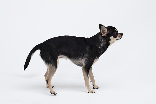 포토 JPG 스튜디오촬영 동물 한마리 반려견 실내 누끼 사람없음 옆모습 반려동물 귀여움 흰색 개 강아지 흰배경 치와와 반려 국내포토 1 뷰포인트 컬러 백그라운드 컨셉 포유류 내부 파일형식