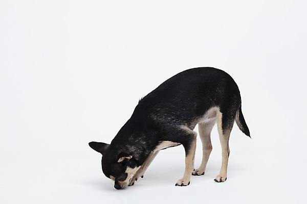 포토 JPG 스튜디오촬영 동물 한마리 반려견 실내 누끼 사람없음 옆모습 반려동물 귀여움 흰색 개 강아지 흰배경 치와와 반려 국내포토 1 뷰포인트 컬러 백그라운드 컨셉 포유류 내부 파일형식