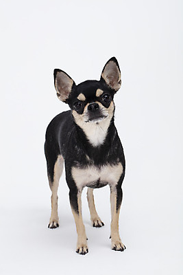 포토 JPG 스튜디오촬영 동물 한마리 반려견 실내 누끼 사람없음 앞모습 반려동물 귀여움 흰색 개 강아지 흰배경 치와와 반려 국내포토 1 뷰포인트 컬러 백그라운드 컨셉 포유류 내부 파일형식