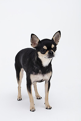 포토 JPG 스튜디오촬영 동물 한마리 반려견 실내 누끼 사람없음 앞모습 반려동물 귀여움 흰색 개 강아지 흰배경 치와와 반려 국내포토 1 뷰포인트 컬러 백그라운드 컨셉 포유류 내부 파일형식