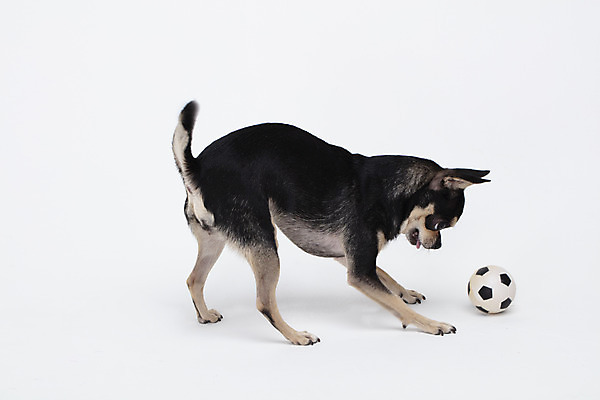 포토 JPG 스튜디오촬영 동물 한마리 반려견 공 실내 누끼 사람없음 옆모습 반려동물 장난감 귀여움 흰색 개 강아지 흰배경 공놀이 치와와 반려 국내포토 반려용품 1 뷰포인트 컬러 백그라운드 컨셉 포유류 놀이 내부 오브젝트 파일형식