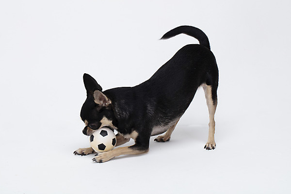 포토 JPG 스튜디오촬영 동물 한마리 반려견 공 실내 누끼 사람없음 옆모습 반려동물 장난감 귀여움 흰색 개 강아지 흰배경 공놀이 치와와 반려 국내포토 반려용품 1 뷰포인트 컬러 백그라운드 컨셉 포유류 놀이 내부 오브젝트 파일형식