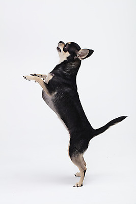 포토 JPG 스튜디오촬영 동물 한마리 반려견 실내 누끼 사람없음 옆모습 반려동물 귀여움 흰색 개 강아지 흰배경 치와와 반려 국내포토 1 뷰포인트 컬러 백그라운드 컨셉 포유류 내부 파일형식