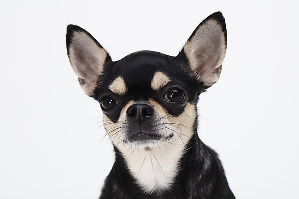 포토 JPG 스튜디오촬영 동물 한마리 반려견 실내 누끼 근접촬영 사람없음 앞모습 반려동물 귀여움 흰색 개 강아지 흰배경 치와와 반려 국내포토 1 뷰포인트 컬러 백그라운드 컨셉 포유류 내부 파일형식