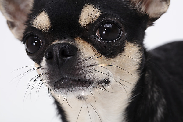 포토 JPG 스튜디오촬영 동물 한마리 반려견 실내 누끼 근접촬영 사람없음 앞모습 반려동물 귀여움 흰색 개 강아지 흰배경 치와와 반려 국내포토 1 뷰포인트 컬러 백그라운드 컨셉 포유류 내부 파일형식