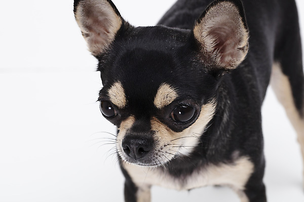 포토 JPG 스튜디오촬영 동물 한마리 반려견 실내 누끼 사람없음 앞모습 반려동물 귀여움 흰색 개 강아지 흰배경 치와와 반려 국내포토 1 뷰포인트 컬러 백그라운드 컨셉 포유류 내부 파일형식