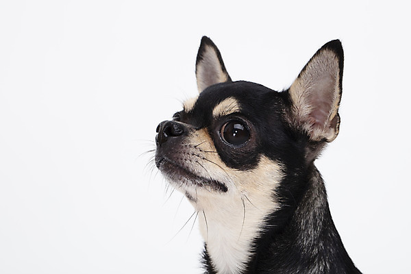 포토 JPG 스튜디오촬영 동물 한마리 반려견 실내 누끼 사람없음 옆모습 반려동물 귀여움 흰색 개 강아지 흰배경 치와와 반려 국내포토 1 뷰포인트 컬러 백그라운드 컨셉 포유류 내부 파일형식