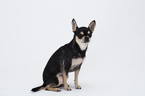 포토 JPG 스튜디오촬영 동물 한마리 반려견 실내 누끼 사람없음 옆모습 반려동물 귀여움 흰색 개 강아지 흰배경 치와와 반려 국내포토 1 뷰포인트 컬러 백그라운드 컨셉 포유류 내부 파일형식