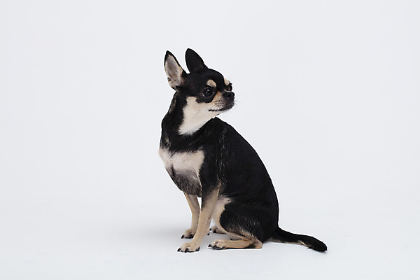 포토 JPG 스튜디오촬영 동물 한마리 반려견 실내 누끼 사람없음 옆모습 반려동물 귀여움 흰색 개 강아지 흰배경 치와와 반려 국내포토 1 뷰포인트 컬러 백그라운드 컨셉 포유류 내부 파일형식