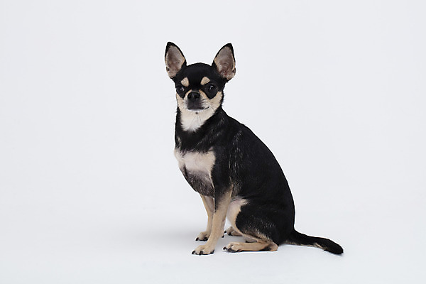 포토 JPG 스튜디오촬영 동물 한마리 반려견 실내 누끼 사람없음 옆모습 반려동물 귀여움 흰색 개 강아지 흰배경 치와와 반려 국내포토 1 뷰포인트 컬러 백그라운드 컨셉 포유류 내부 파일형식