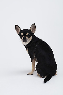 포토 JPG 스튜디오촬영 동물 한마리 반려견 실내 누끼 사람없음 옆모습 반려동물 귀여움 흰색 개 강아지 흰배경 치와와 반려 국내포토 1 뷰포인트 컬러 백그라운드 컨셉 포유류 내부 파일형식