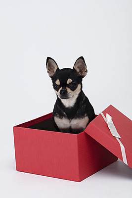 포토 JPG 스튜디오촬영 동물 한마리 반려견 실내 누끼 사람없음 앞모습 선물상자 반려동물 상자 귀여움 흰색 개 강아지 흰배경 치와와 반려 국내포토 1 뷰포인트 컬러 백그라운드 컨셉 포유류 선물 내부 파일형식