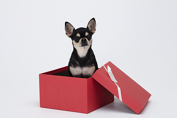 포토 JPG 스튜디오촬영 동물 한마리 반려견 실내 누끼 사람없음 앞모습 선물상자 반려동물 상자 귀여움 흰색 개 강아지 흰배경 치와와 반려 국내포토 1 뷰포인트 컬러 백그라운드 컨셉 포유류 선물 내부 파일형식