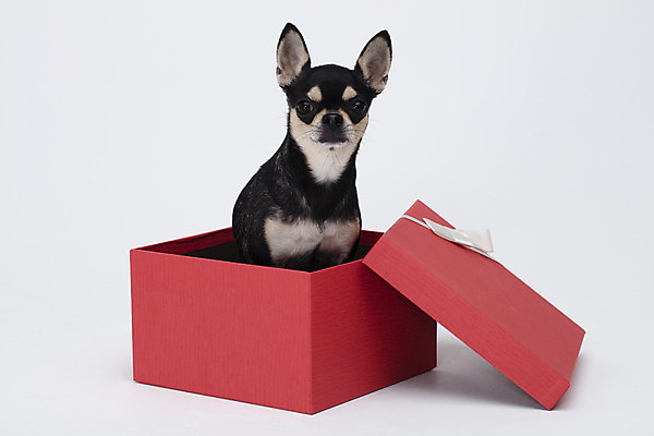 포토 JPG 스튜디오촬영 동물 한마리 반려견 실내 누끼 사람없음 앞모습 선물상자 반려동물 상자 귀여움 흰색 개 강아지 흰배경 치와와 반려 국내포토 1 뷰포인트 컬러 백그라운드 컨셉 포유류 선물 내부 파일형식