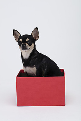 포토 JPG 스튜디오촬영 동물 한마리 반려견 실내 누끼 사람없음 옆모습 선물상자 반려동물 상자 귀여움 흰색 개 강아지 흰배경 치와와 반려 국내포토 1 뷰포인트 컬러 백그라운드 컨셉 포유류 선물 내부 파일형식