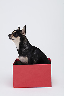 포토 JPG 스튜디오촬영 동물 한마리 반려견 실내 누끼 사람없음 옆모습 선물상자 반려동물 상자 귀여움 흰색 개 강아지 흰배경 치와와 반려 국내포토 1 뷰포인트 컬러 백그라운드 컨셉 포유류 선물 내부 파일형식