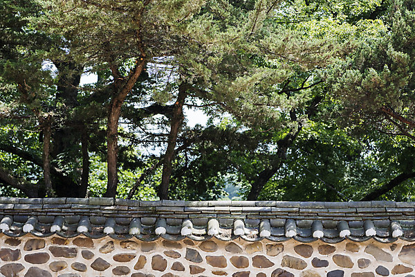 포토 JPG 주간 한국전통 여행 유적지 풍경 사람없음 야외 관광지 세계문화유산 문화재 소나무 역사 한국사 조선시대 기와담장 연천 숭의전 국내포토 자연요소 나무 전통 고건축 한국 기와 담장 경기도 사당 파일형식