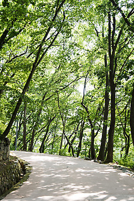 포토 JPG 주간 나무 한국전통 길 여행 유적지 풍경 사람없음 야외 관광지 세계문화유산 문화재 역사 한국사 조선시대 연천 숭의전 국내포토 자연요소 식물 전통 고건축 한국 경기도 사당 파일형식