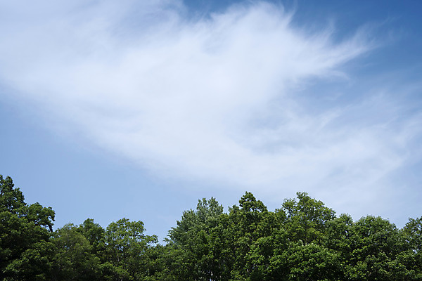 포토 JPG 주간 나무 구름 한국전통 여행 유적지 하늘 풍경 사람없음 야외 관광지 세계문화유산 문화재 역사 신라 한국사 연천 연천경순왕릉 국내포토 자연요소 식물 전통 고건축 한국 경기도 왕릉 파일형식