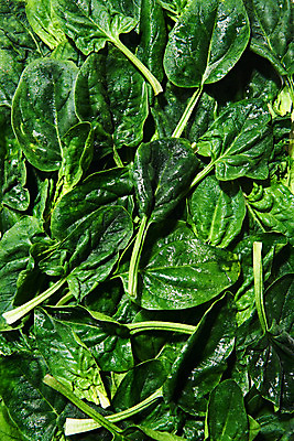 포토 JPG 스튜디오촬영 채소 식재료 실내 사람없음 하이앵글 여러개 신선 채식 비타민 건강식 플랫레이 섬유질 베이비시금치 국내포토 음식 뷰포인트 다수 내부 플랫 시금치 영양소 파일형식