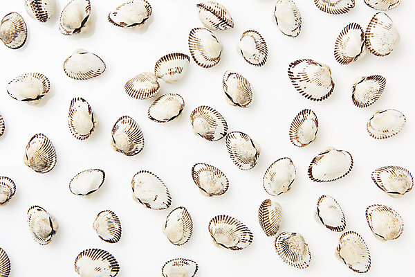 포토 JPG 스튜디오촬영 실내 건강 사람없음 하이앵글 신선 흰배경 꼬막 제철 플랫레이 제철음식 아미노산 국내포토 음식 뷰포인트 백그라운드 어패류 내부 흰색 플랫 파일형식