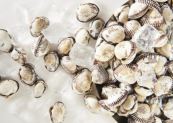 포토 JPG 스튜디오촬영 실내 건강 사람없음 하이앵글 얼음 신선 흰배경 꼬막 제철 플랫레이 제철음식 아미노산 국내포토 자연요소 음식 뷰포인트 백그라운드 어패류 내부 흰색 플랫 파일형식