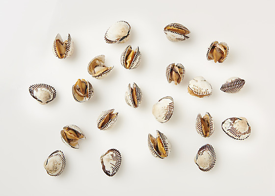 포토 JPG 스튜디오촬영 실내 건강 사람없음 하이앵글 신선 흰배경 꼬막 제철 플랫레이 제철음식 아미노산 국내포토 음식 뷰포인트 백그라운드 어패류 내부 흰색 플랫 파일형식